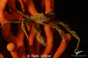 Hotlips Spider Crab on Sinuous Sea Fan.  Canon 7dmkii, Ca... by Kate Jonker 